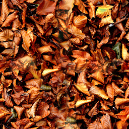 Attachment autumn-1035885_1920(256).png